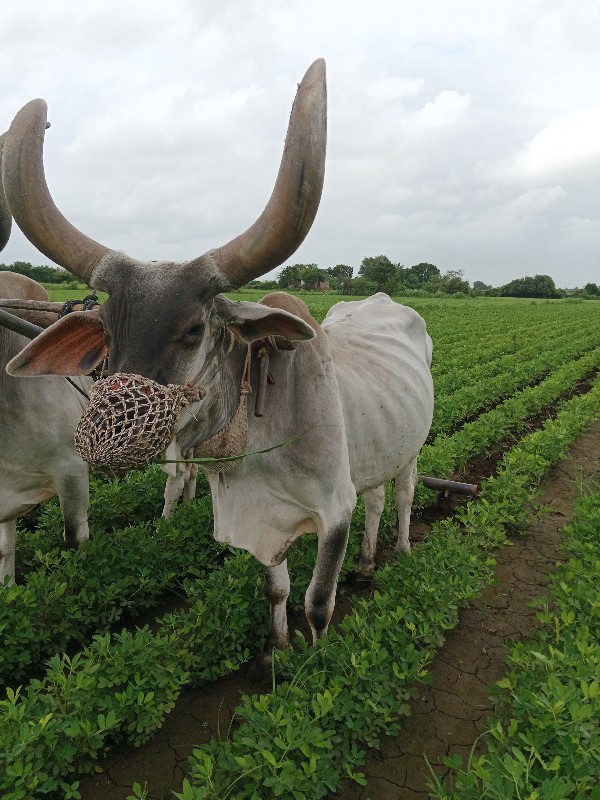 બળદવેચવાનોછે