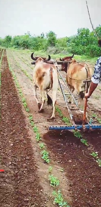 બધા માચાલુ