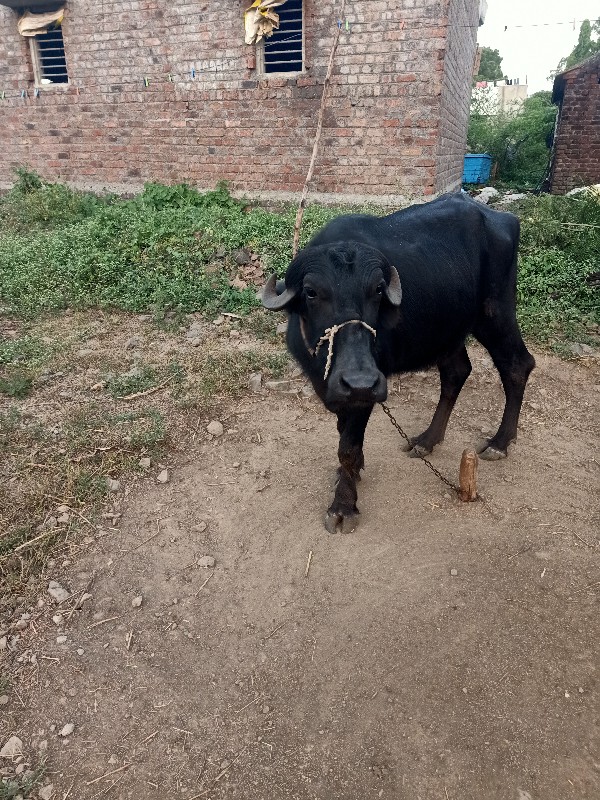 ખડેલુ અને પાડી