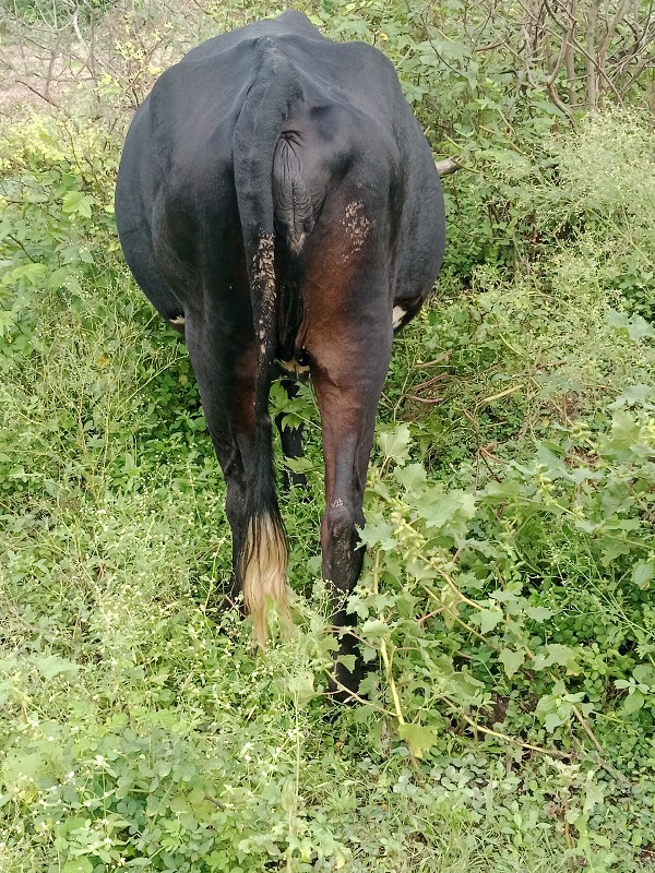 વેચવાની છે