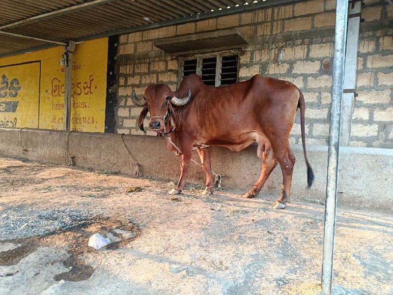 ગીર ગાય વાછરડી...