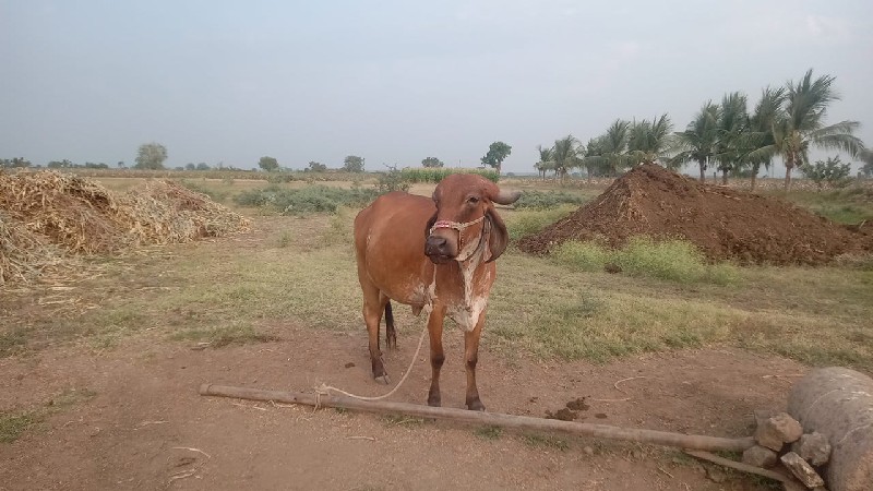 ગાય ને વાચડી બે...