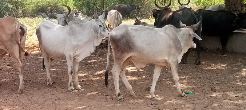 વઢીયારા ગોદલા