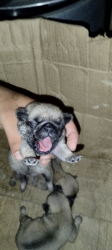 pug puppy 1 mal...