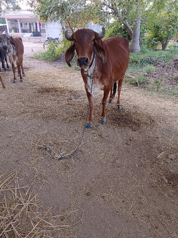 દેશી ગાય વેચવાન...