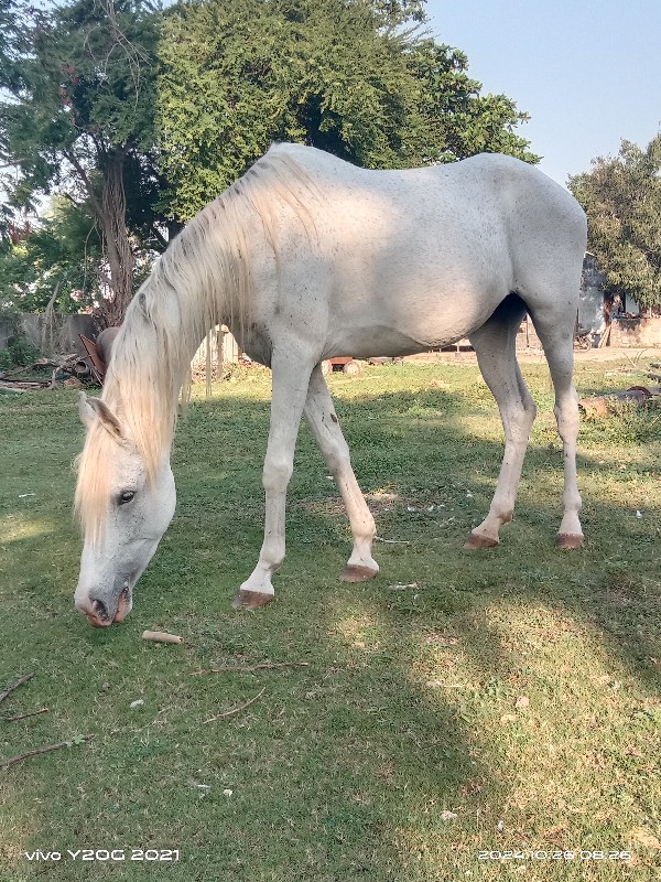 આ ઘોડી વેચવાની...