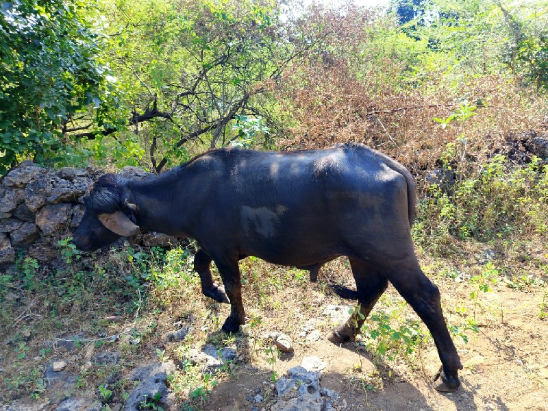 પાડૉ