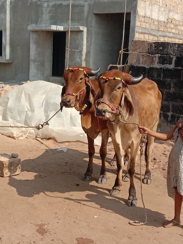 બળદ વેચવાના છે