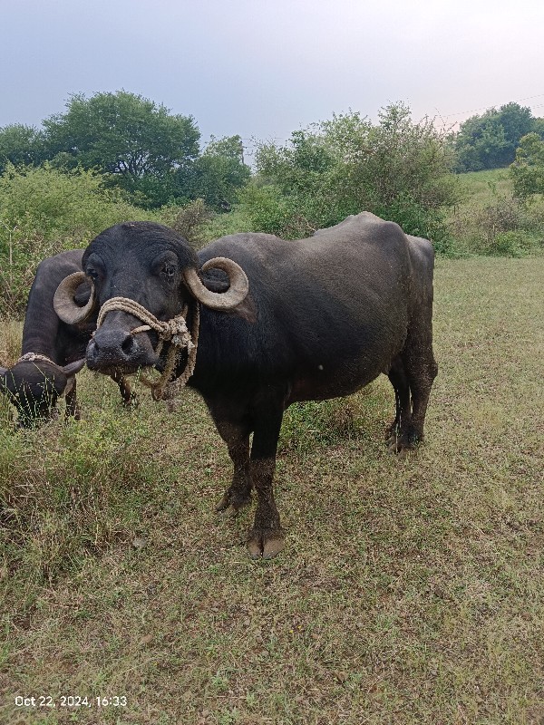 ભેંશ વેચવાની