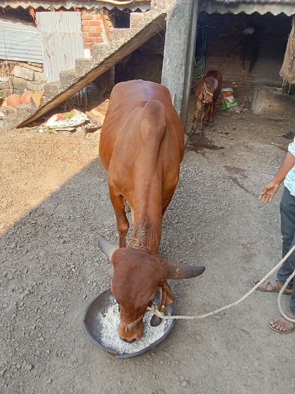 આગળ વેચવાની છે