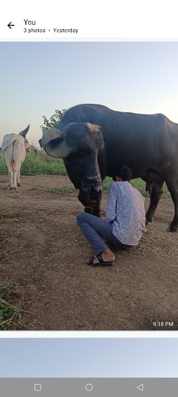 ભેંસ વેચવાની છે...