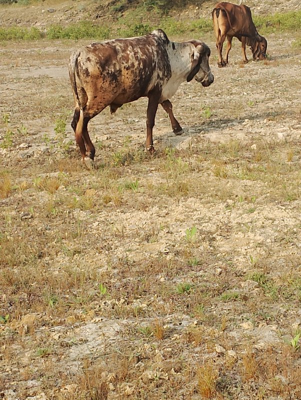 ગોઢલો વેચવનો છે