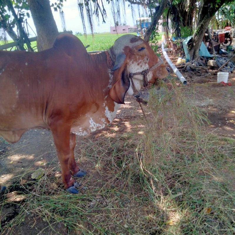 ગાય વેચવાનું છે