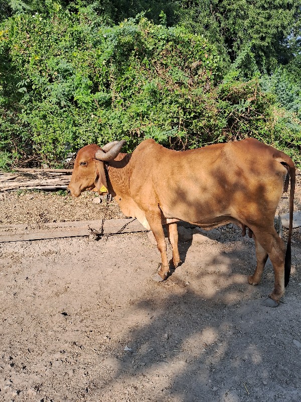 ગાય વેચવાની છે