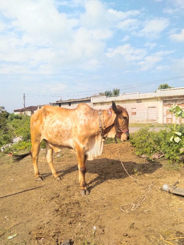 બળદ વેચવાના છે