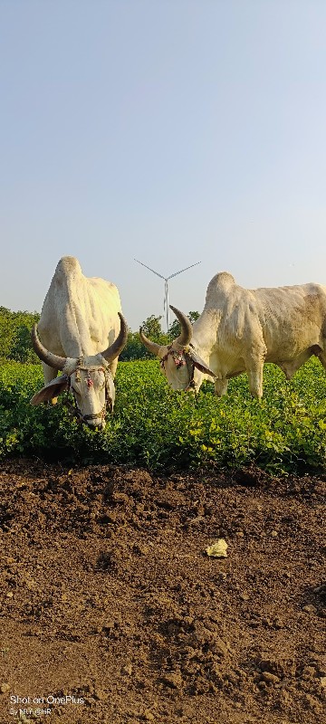 ગોઢલા