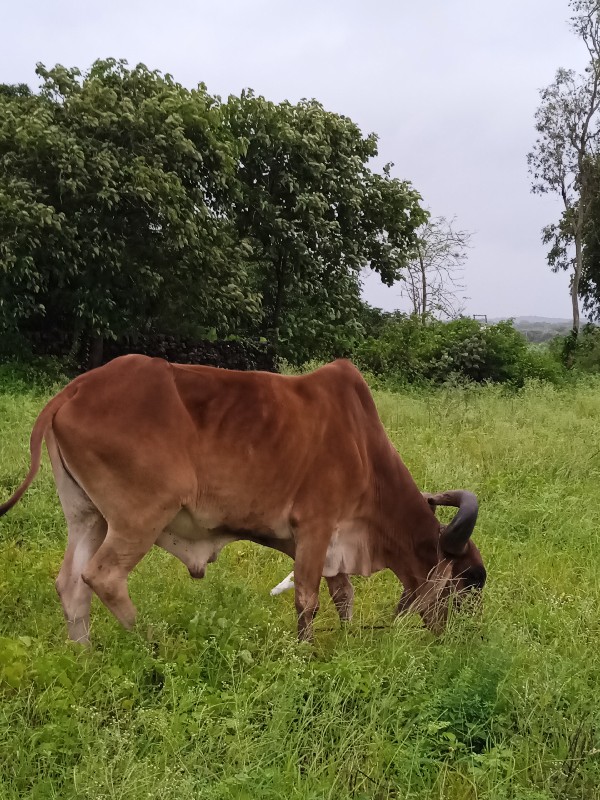 બળદ વેચવા નો છે...