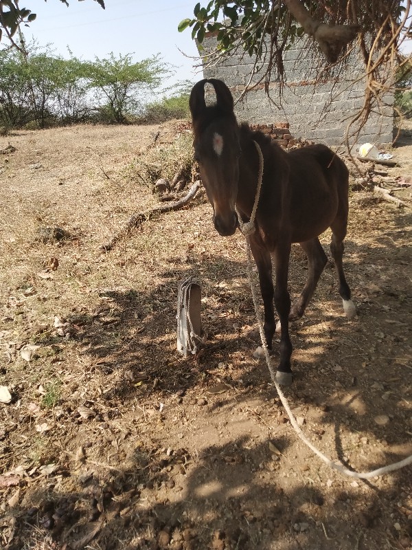 વછેરો દેવાનો છે...