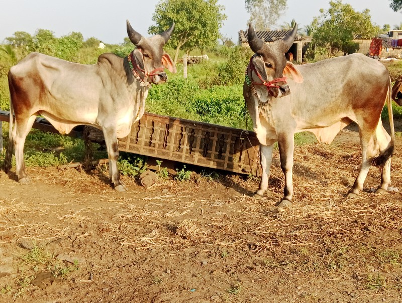 બળદ વેચવાના છે