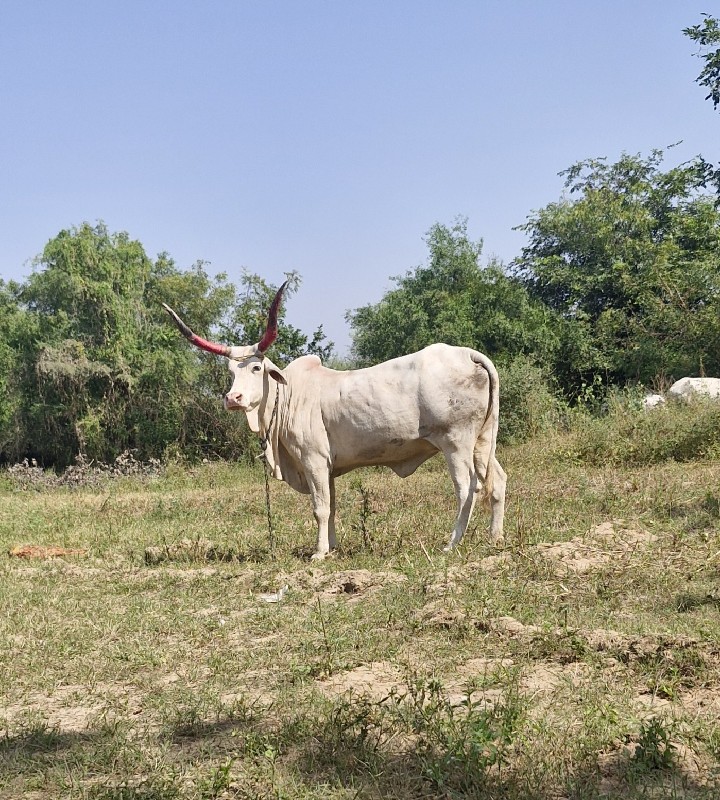 2 ગાય