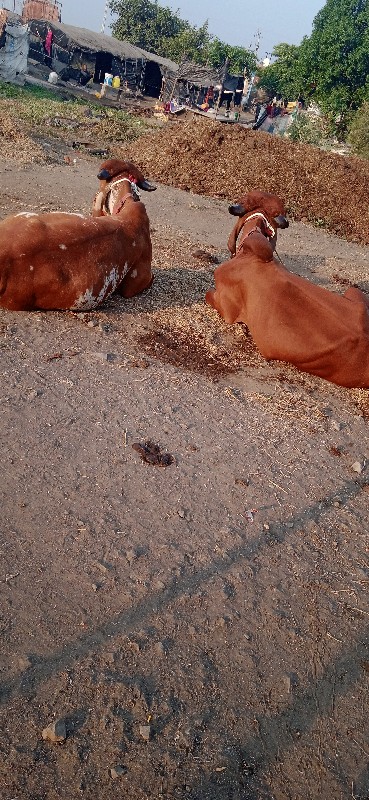 અરવિંદ દેવીપુજક