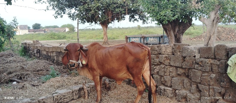 ગાય વેચવાની છે