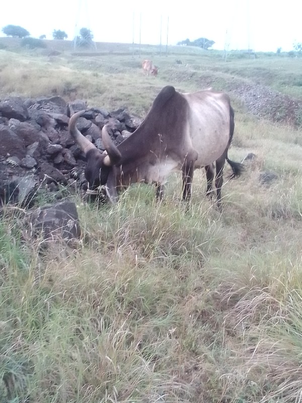 ગાય વેચવાની છે