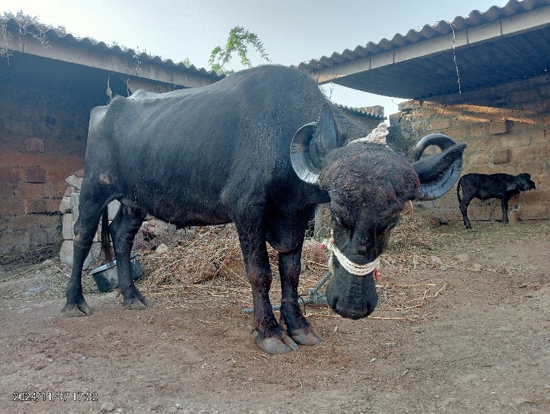 ભેંસ વેચવાની છે