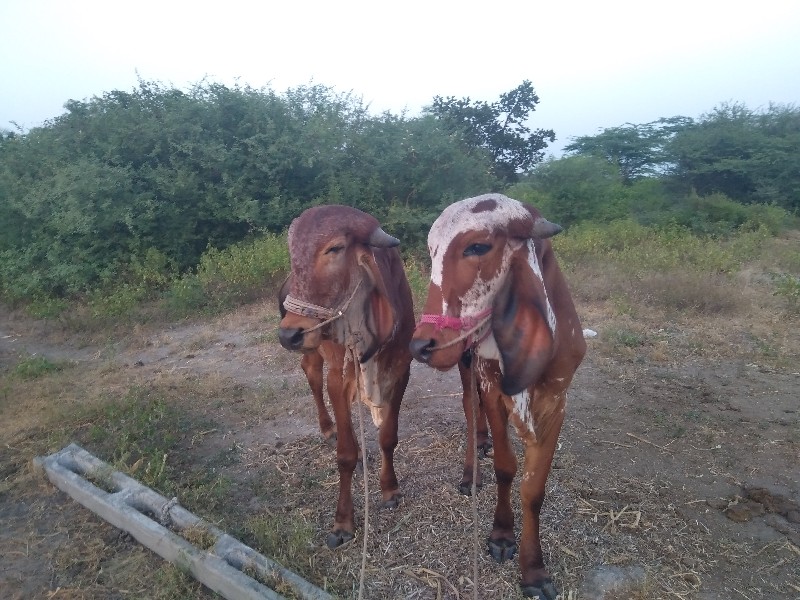 ગોઢલા