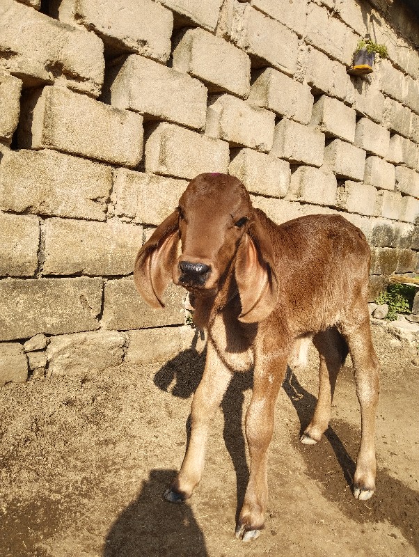 ગીર ગાય વેચવાની...