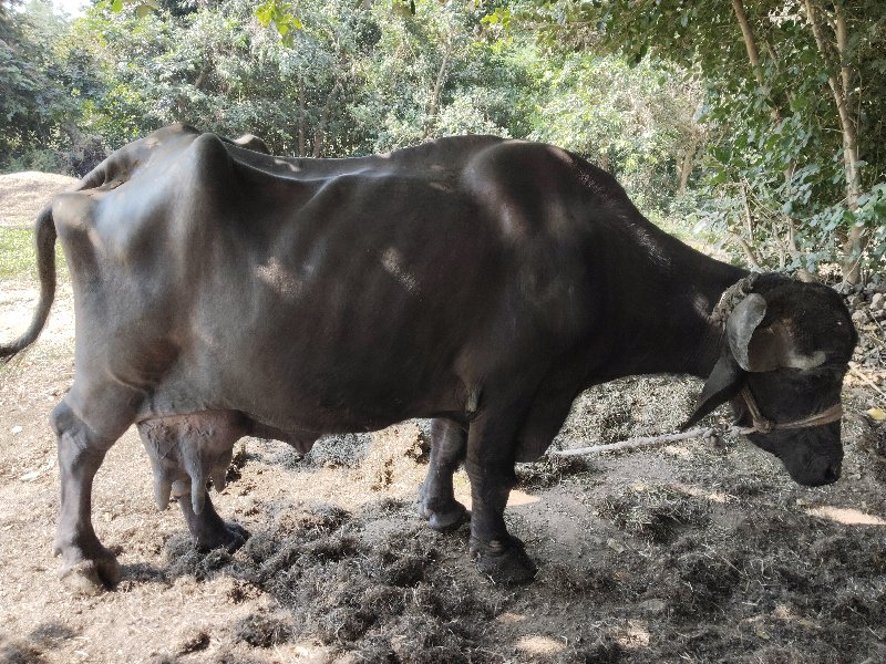 ભેંસ વેચવાની છે