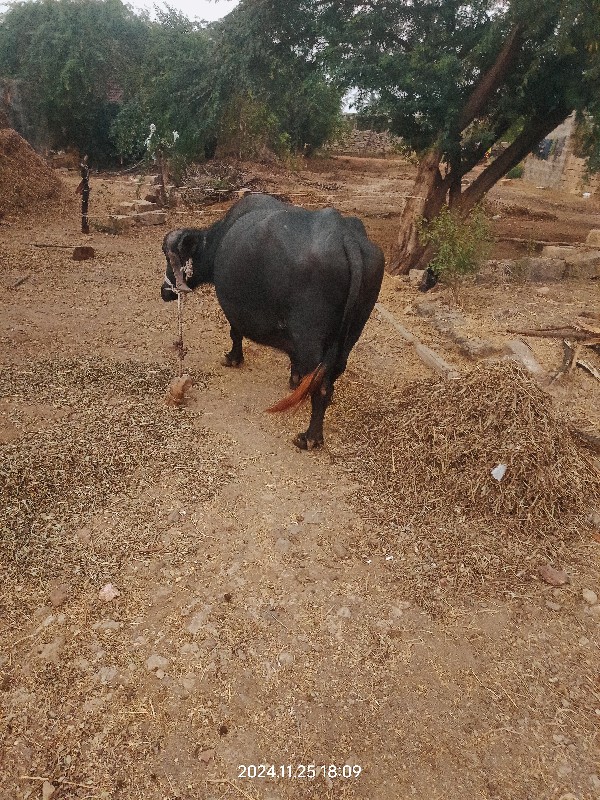 ભેંશ વેસ્વની સે