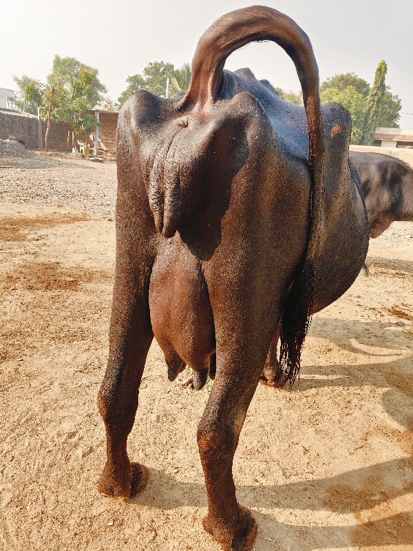 ભેંસ વેચવાની હે