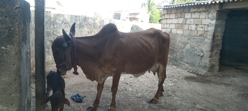 ગીરગાયવેસવાનીસે