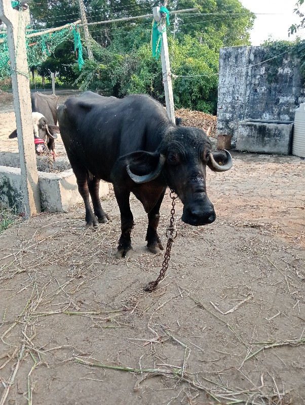 ખડેલી વેચવાની છ...