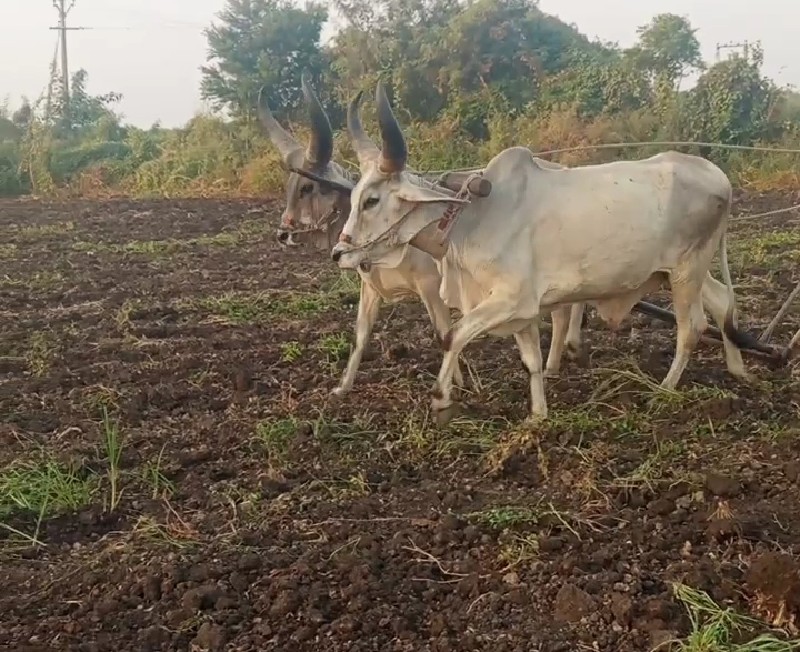 ગોધલા વેસવાના છ...