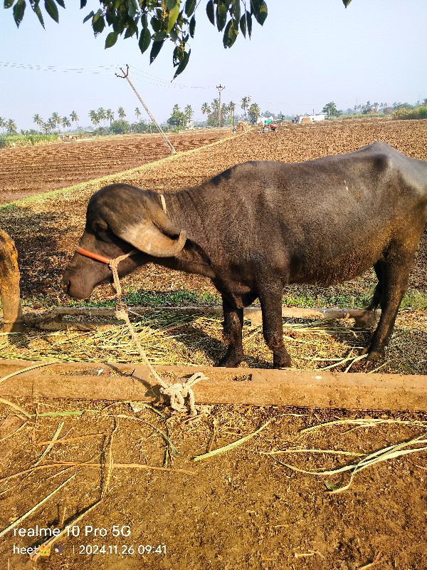 પેલું વેતર જાફર...