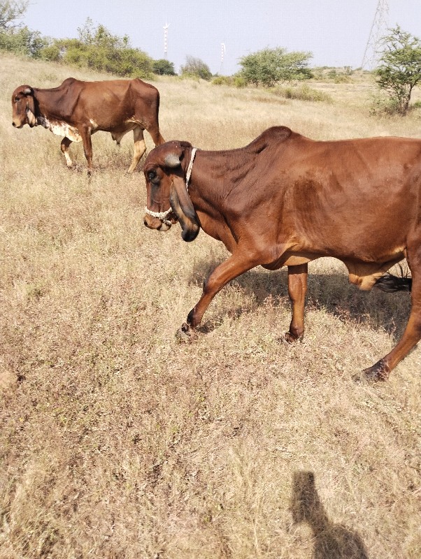 વાછડા