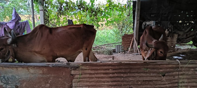 ગોઢલા વેચવાના છ...