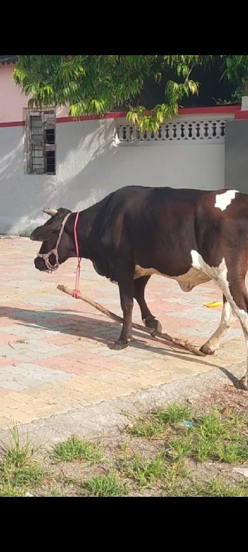 જર્સી ઓડકી વેચવ...