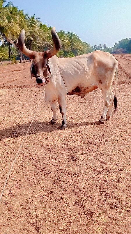 બળદ વેચવા નો છે