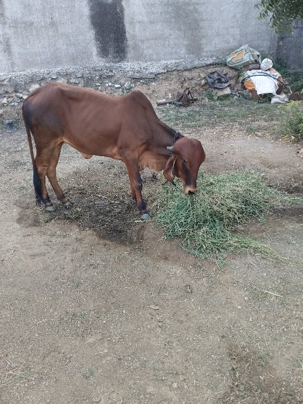 દેસિ વાંસલડી બે...