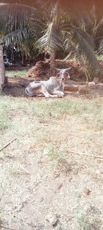 વેચવાનું છે