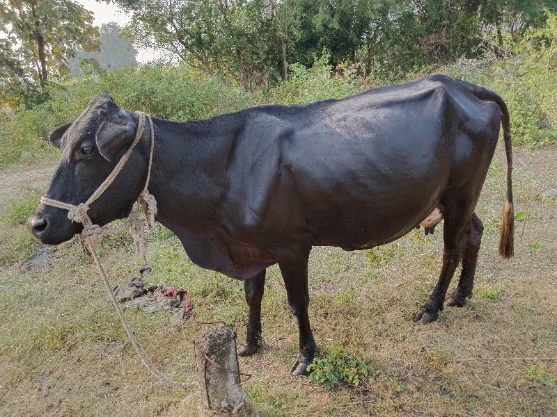 ગાય વેચવાની છે...