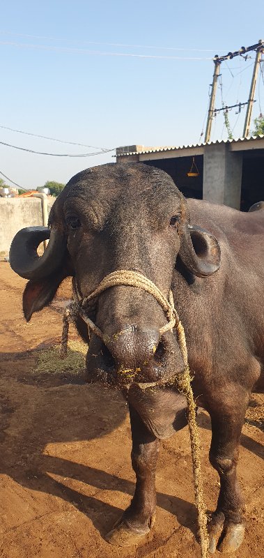 ભેંસ વેચાવાની છ...