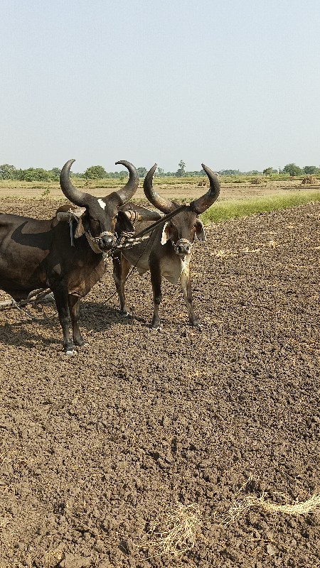 ઘોઠલા વેચવાના છ...