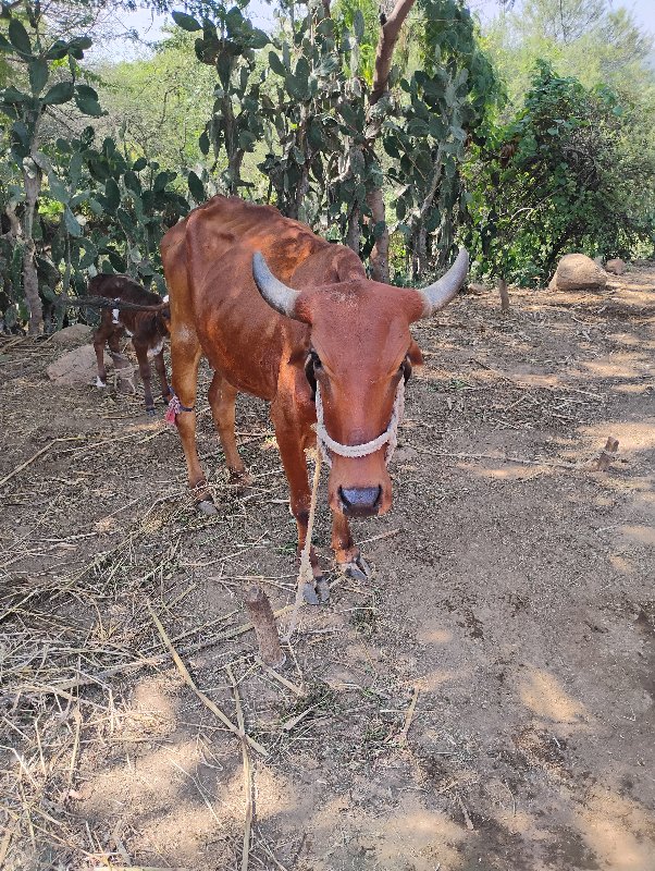 દેશી ગાય વેચવાન...