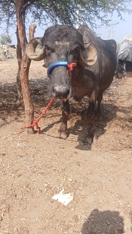 તાલુકો જસદણ કિલ...