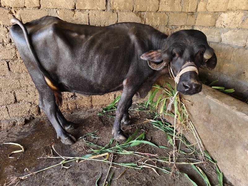 સાત સાત લીટર દૂ...