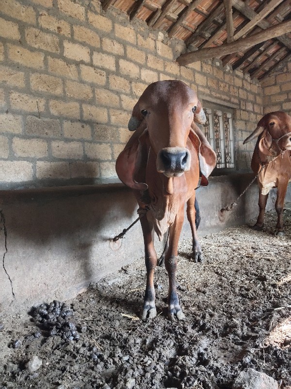 2 વાસડી અને એક...